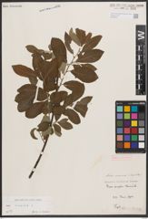 Foto von Salix cinerea L.